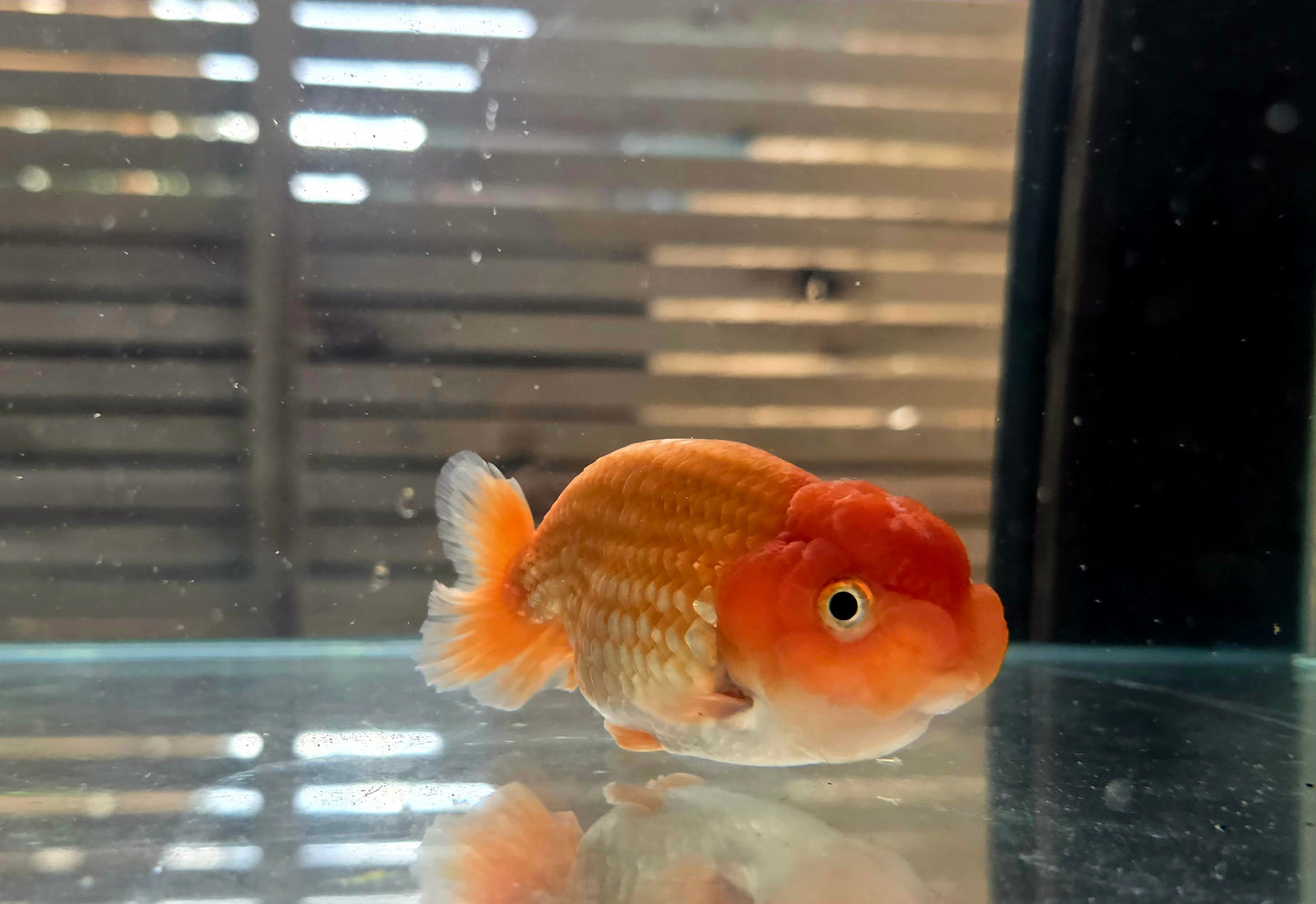Ranchu A002
