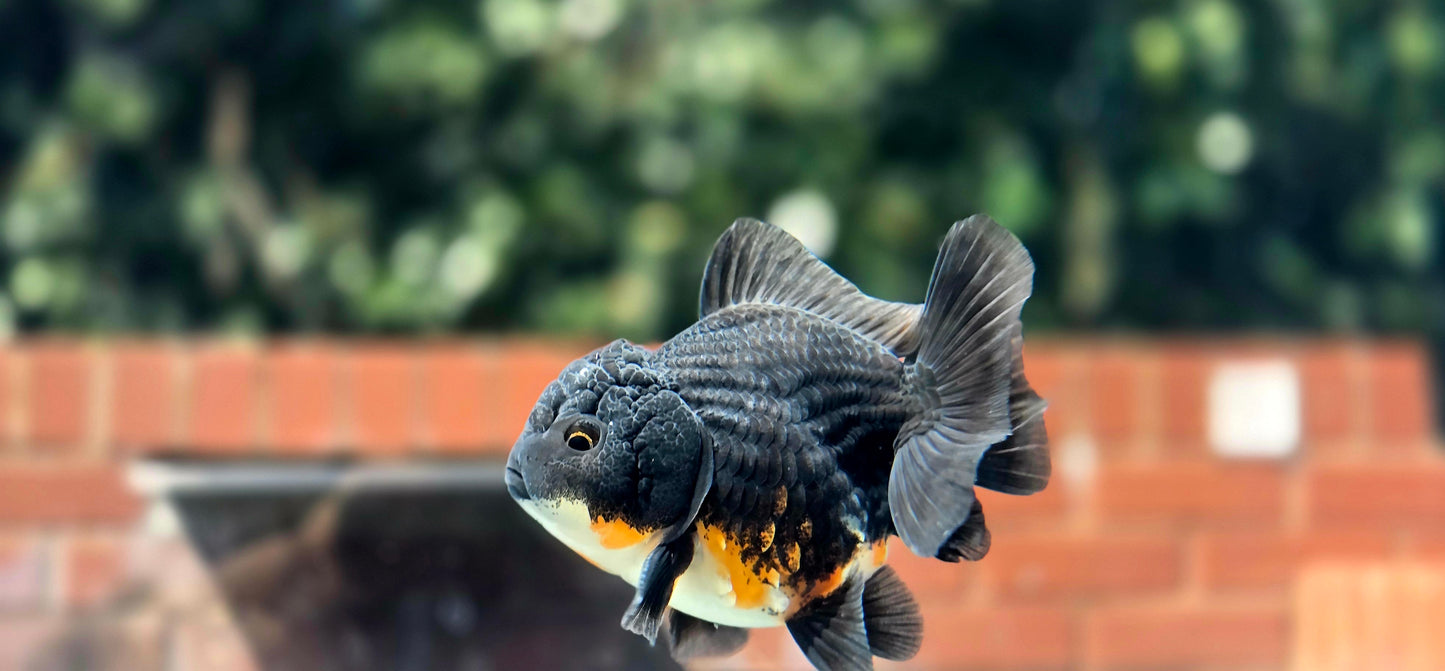 HQ Shogun Oranda July2654 C3