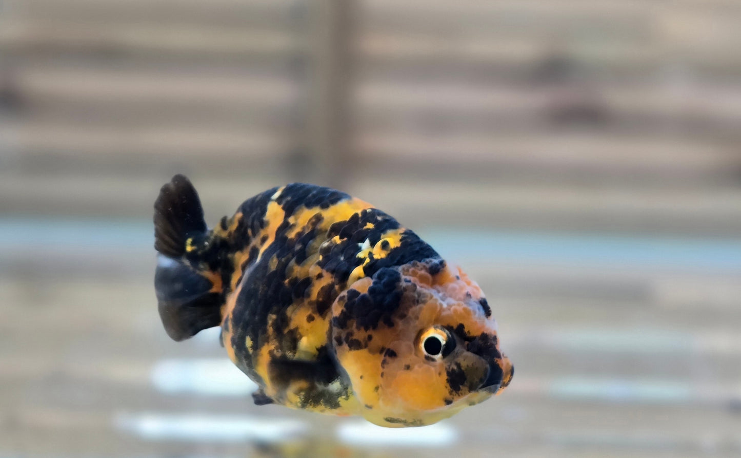 Calico Ranchu May003
