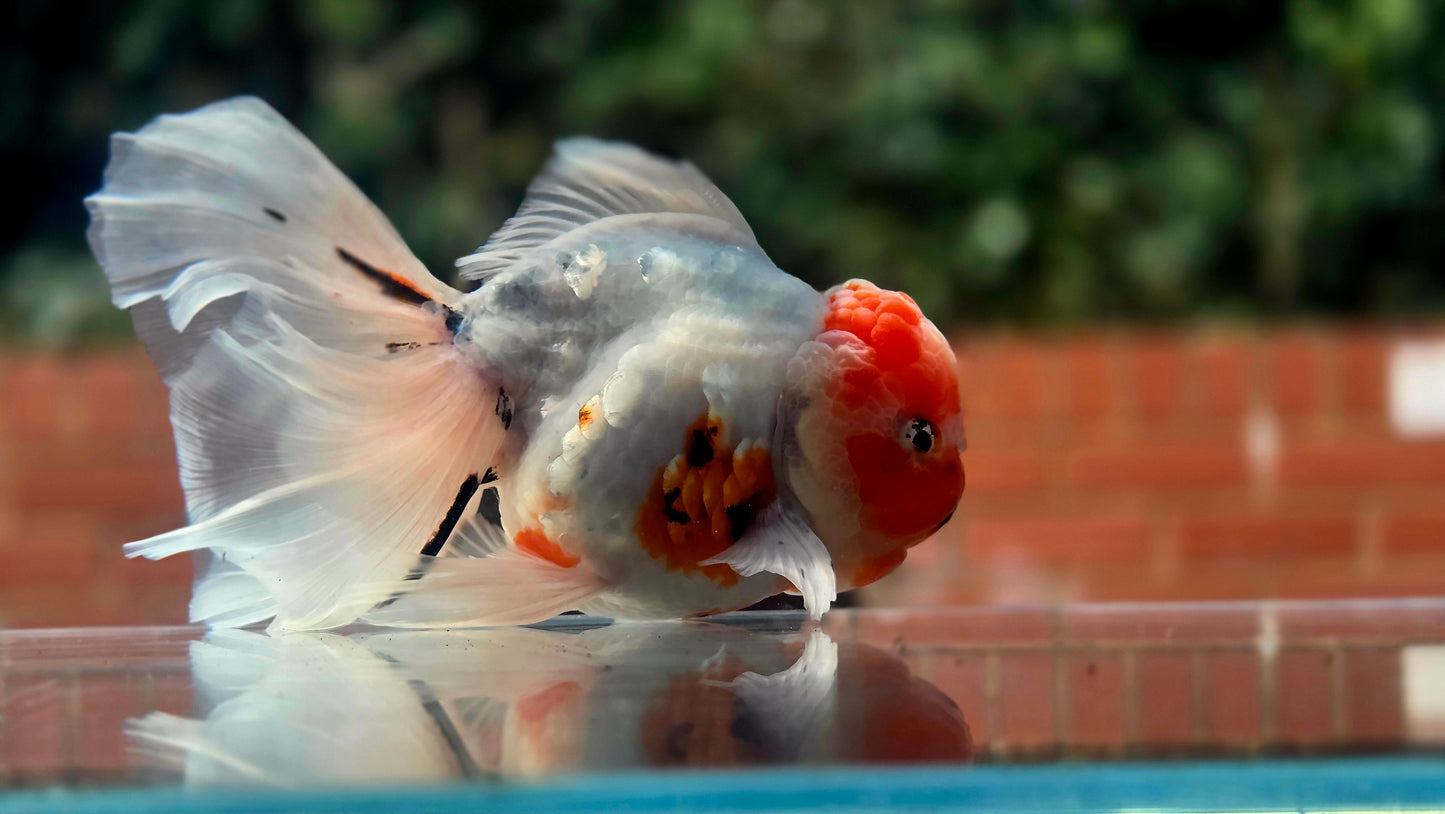 VHQ Jumbo Calico Oranda July2634 C4