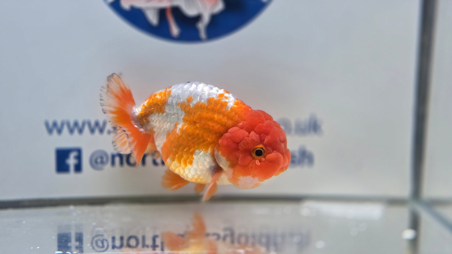 Ranchu J26026