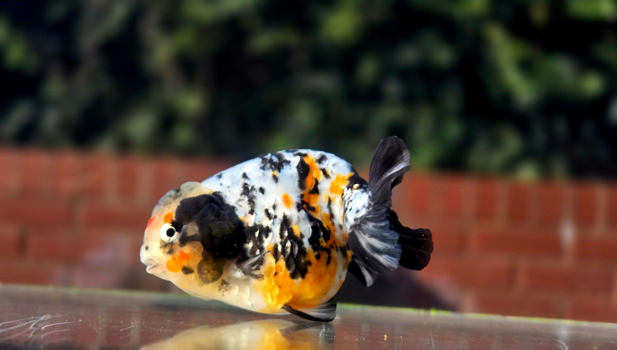 HQ Ranchu July2656 T2