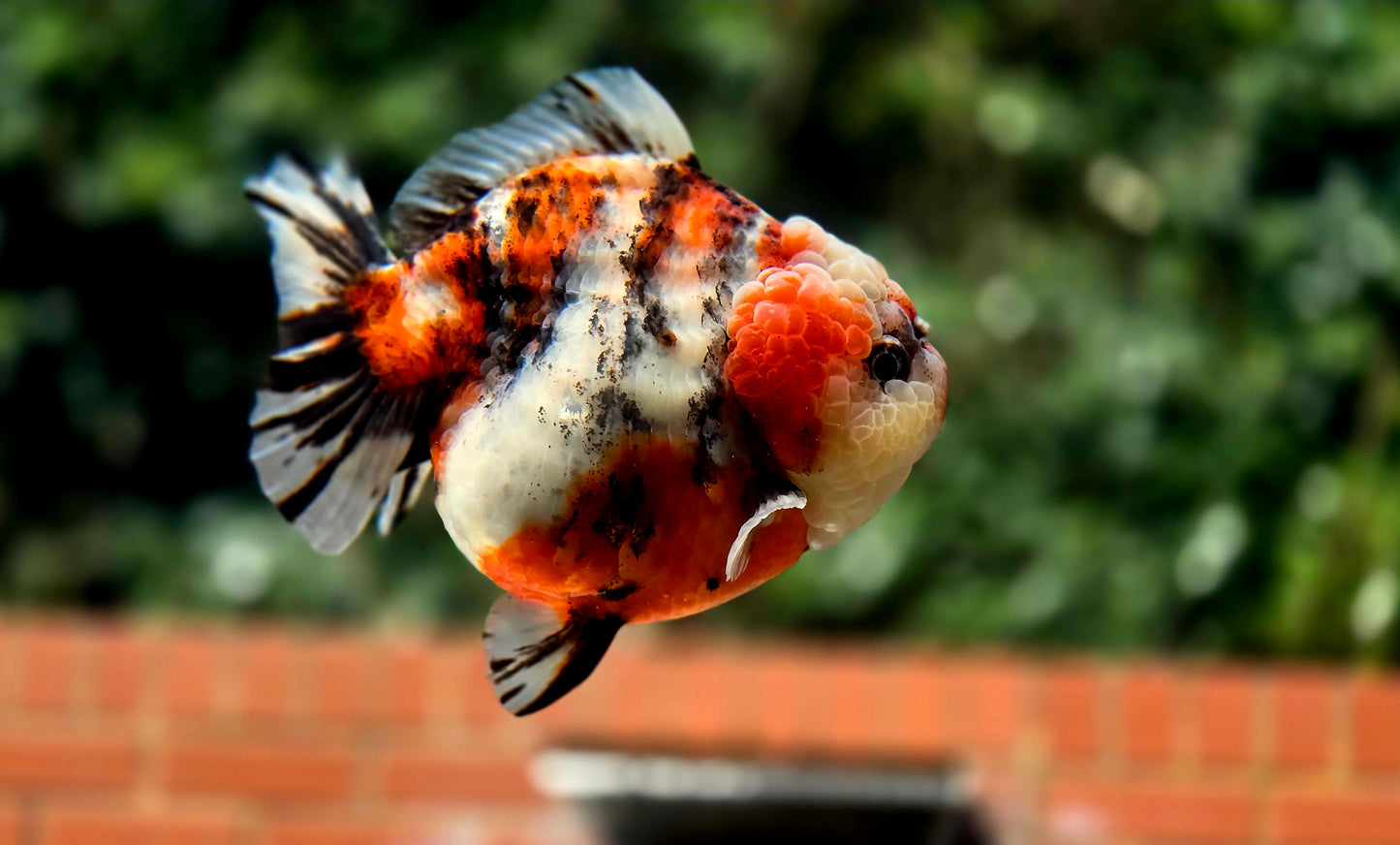 VHQ Jumbo Calico Oranda July2612 T6