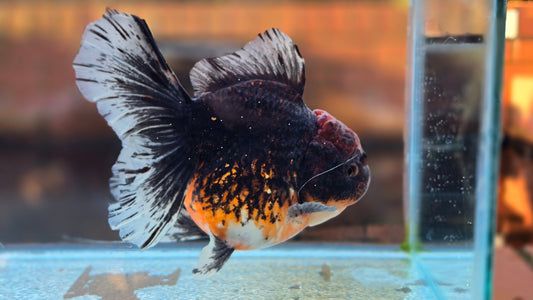 Jumbo Oranda Dec001