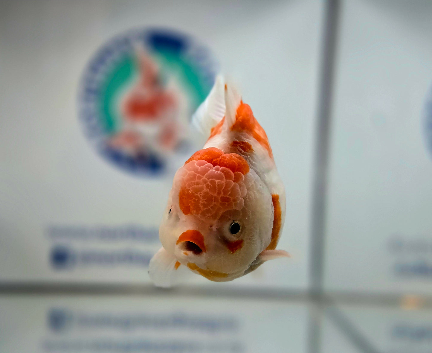 Sakura Oranda Aug001