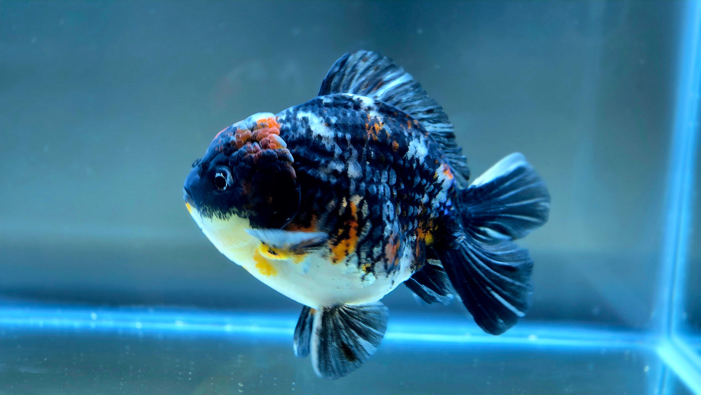 VHQ Jumbo Calico Oranda July2609 T5