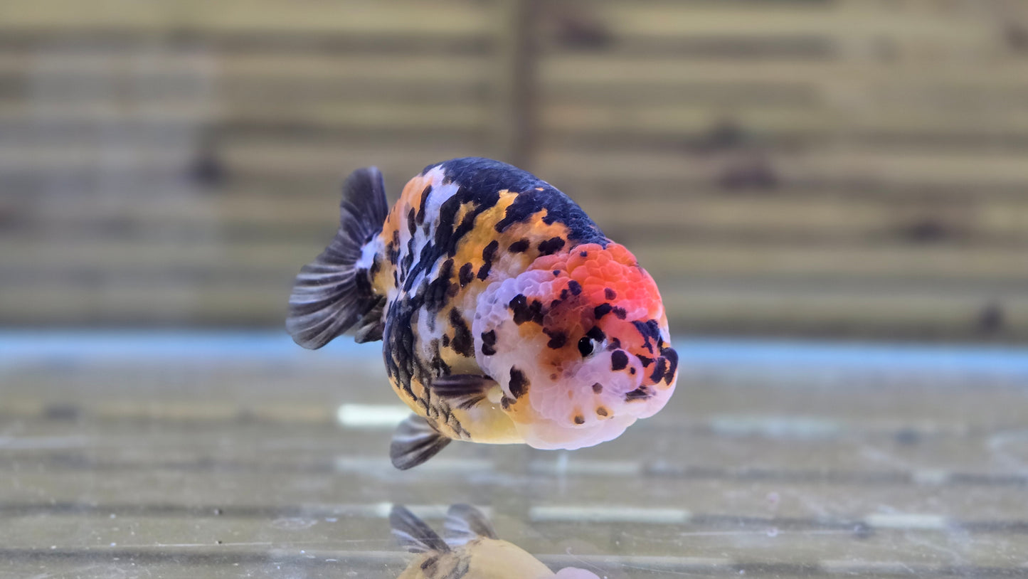 Calico Ranchu J26019