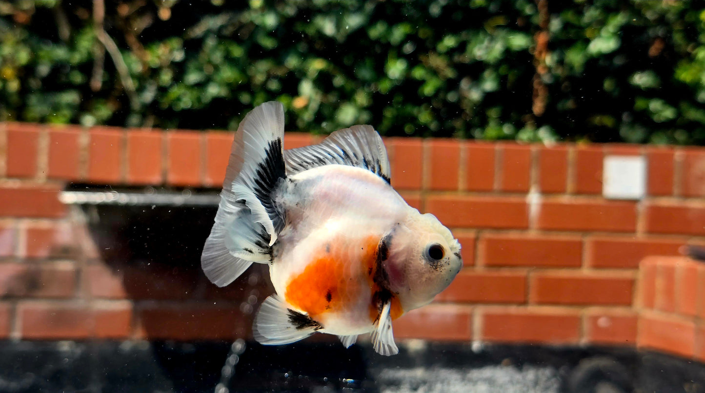 HQ Shogun Oranda July2668 C3