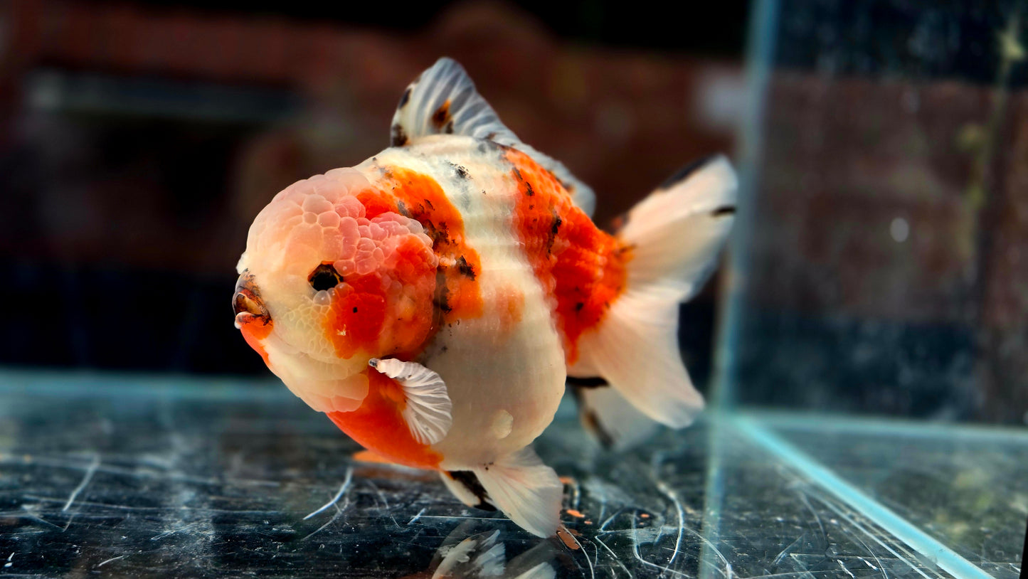 VHQ Jumbo Calico Oranda July2606 P