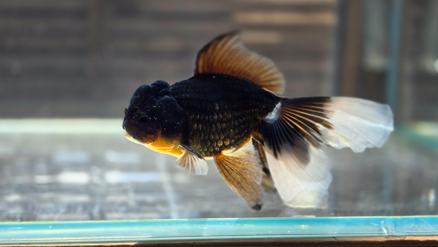 Black Oranda May013