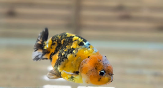 Calico Ranchu May006