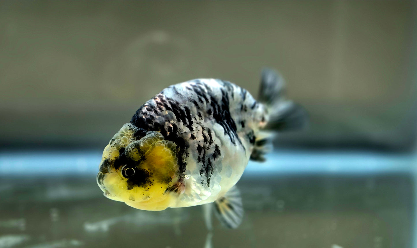 HQ Ranchu July2659 T2