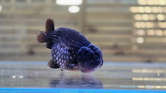 Ochiba Ranchu J26003