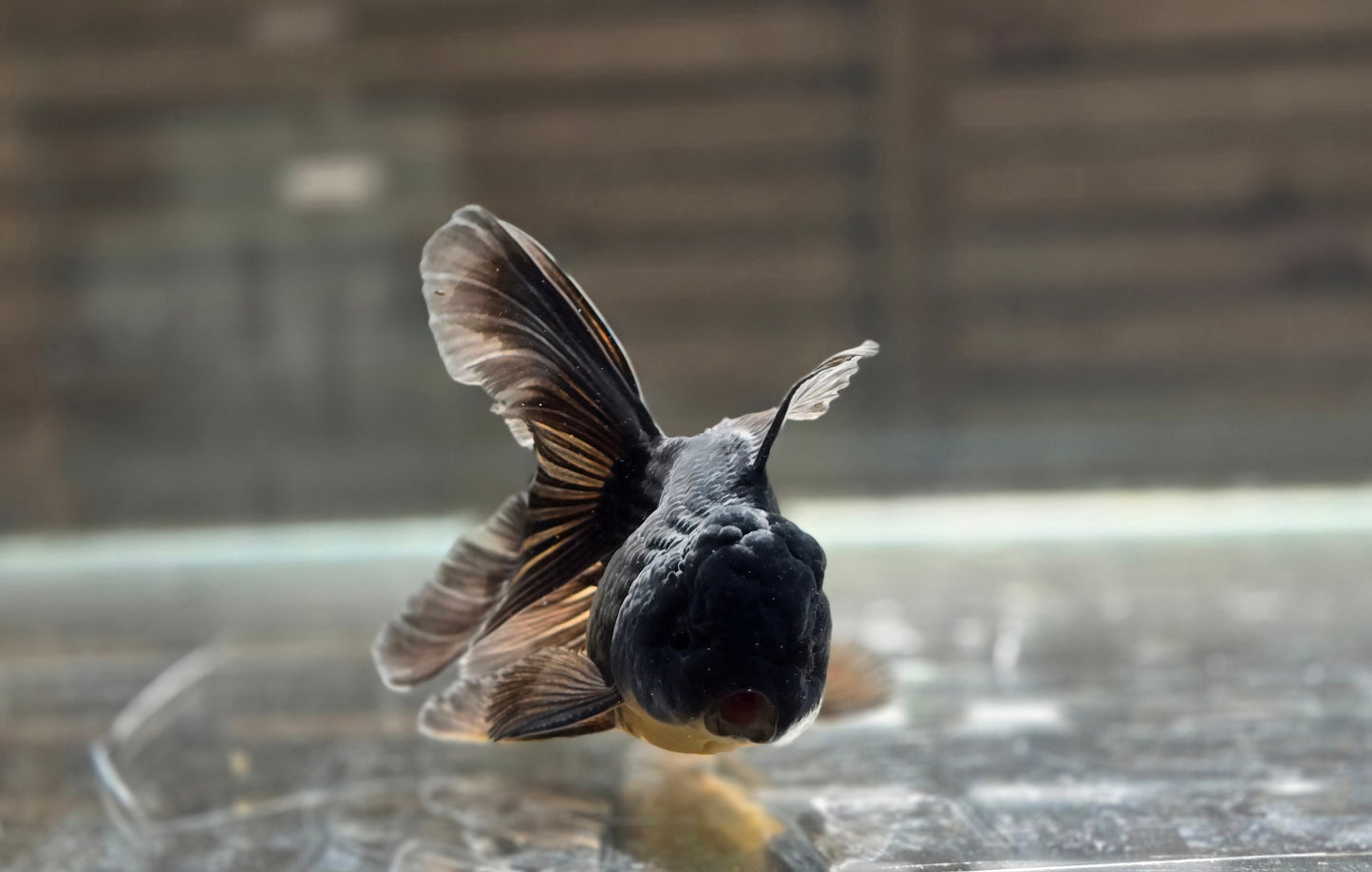 Black Oranda May018