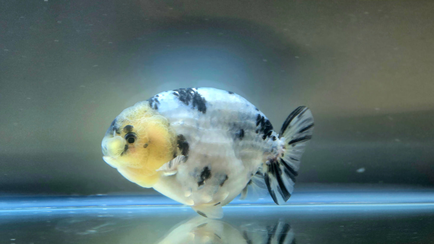 HQ Ranchu July2655 T2