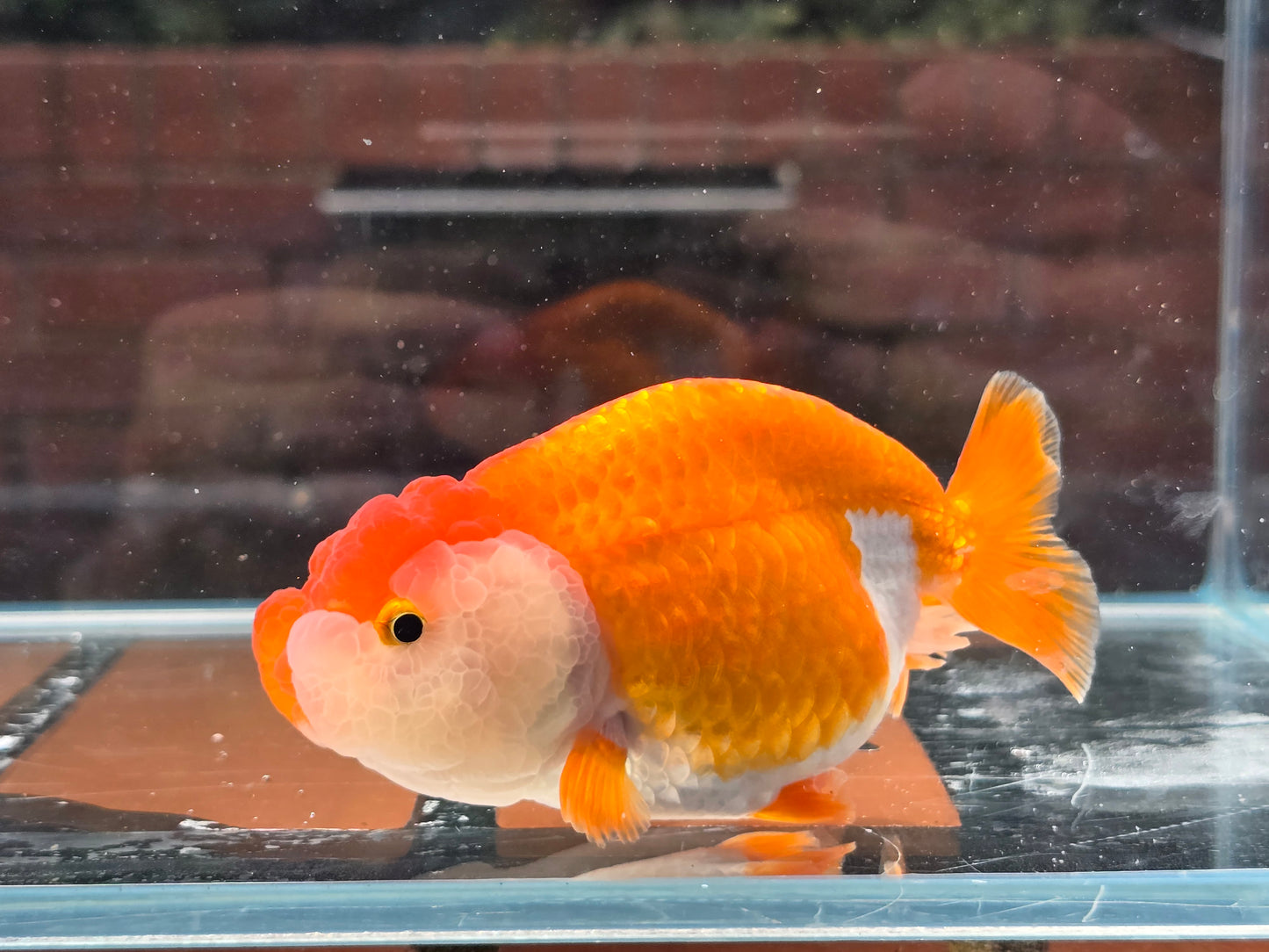 HQ Ranchu June060 T7