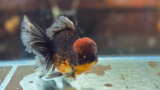 Jumbo Oranda Dec007