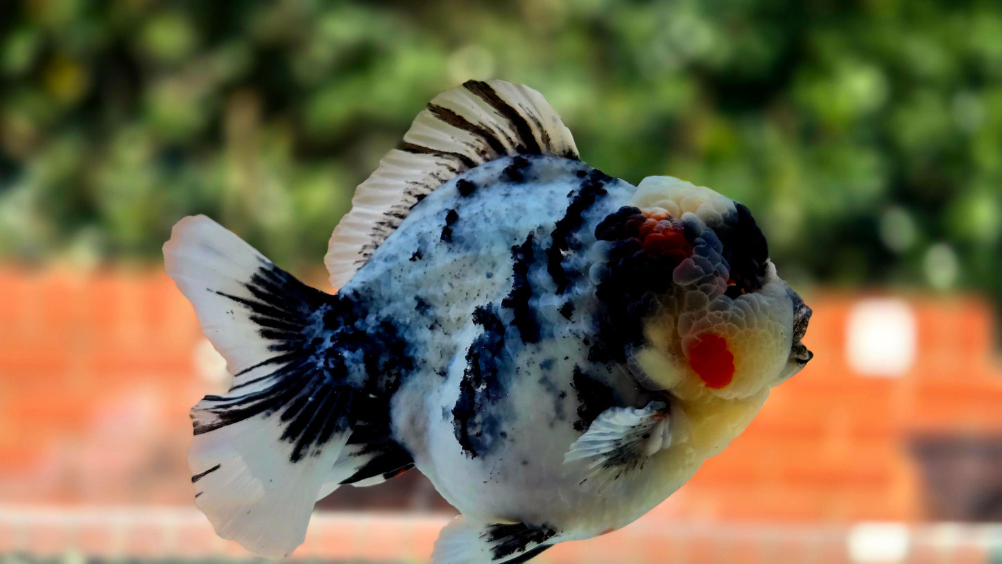 VHQ Jumbo Calico Oranda July26154 T4