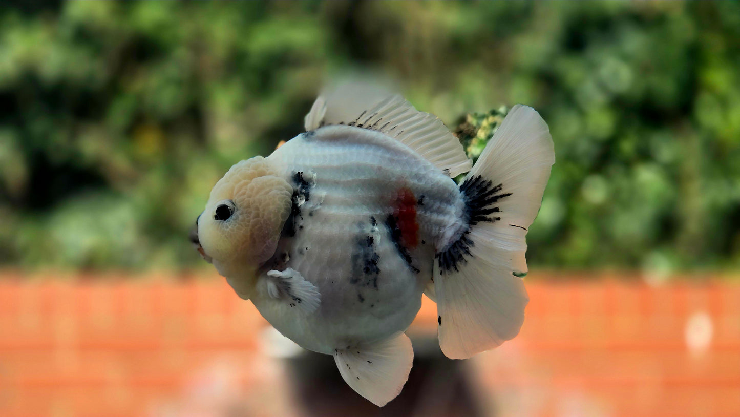VHQ Jumbo Calico Oranda July2629 P