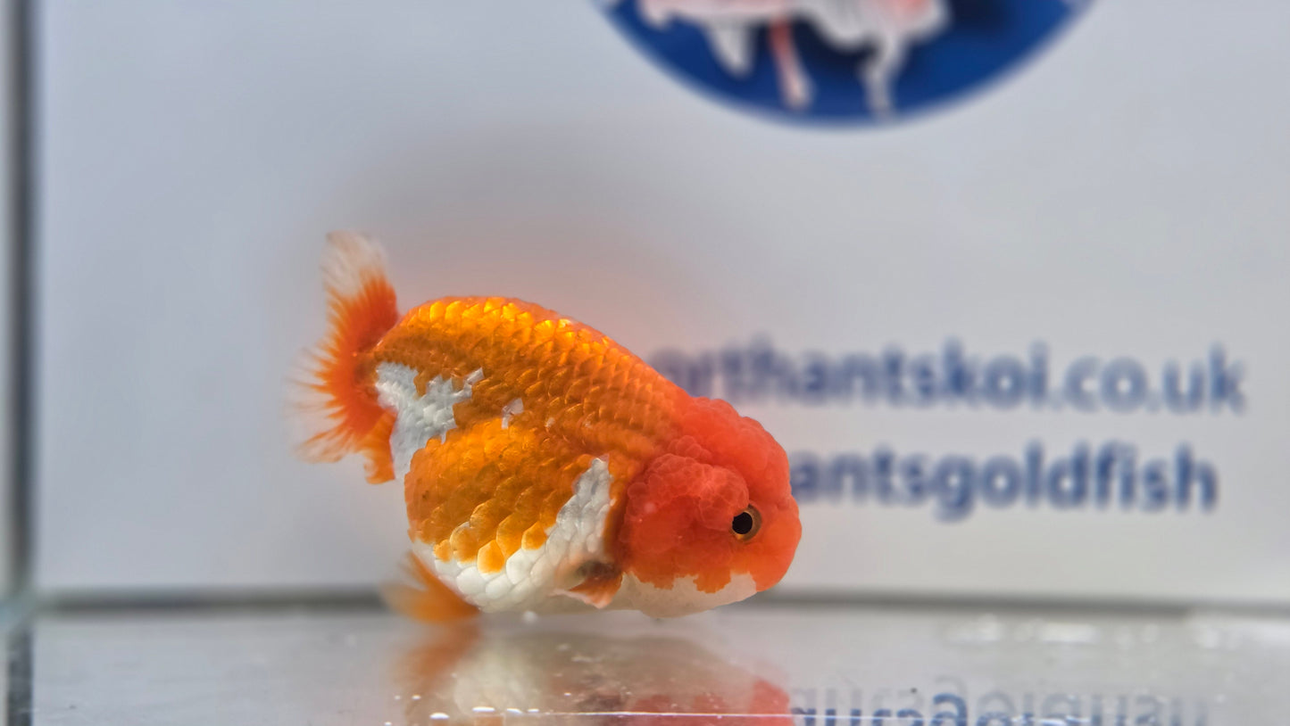 Ranchu J26025