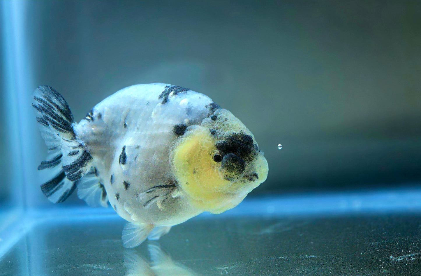HQ Ranchu July2655 T2