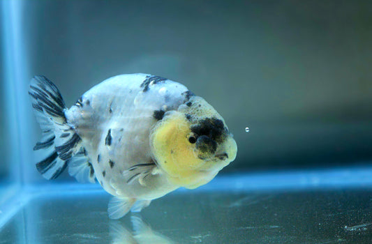 HQ Ranchu July2655 T2