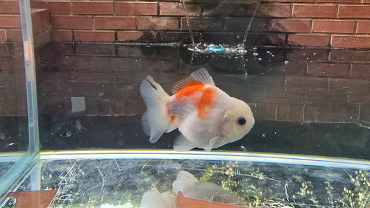 Shogun Short Tail Oranda Sep005