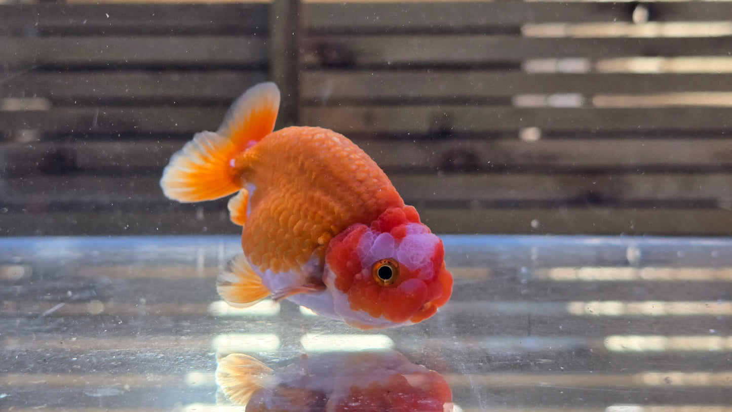 Ranchu J26006