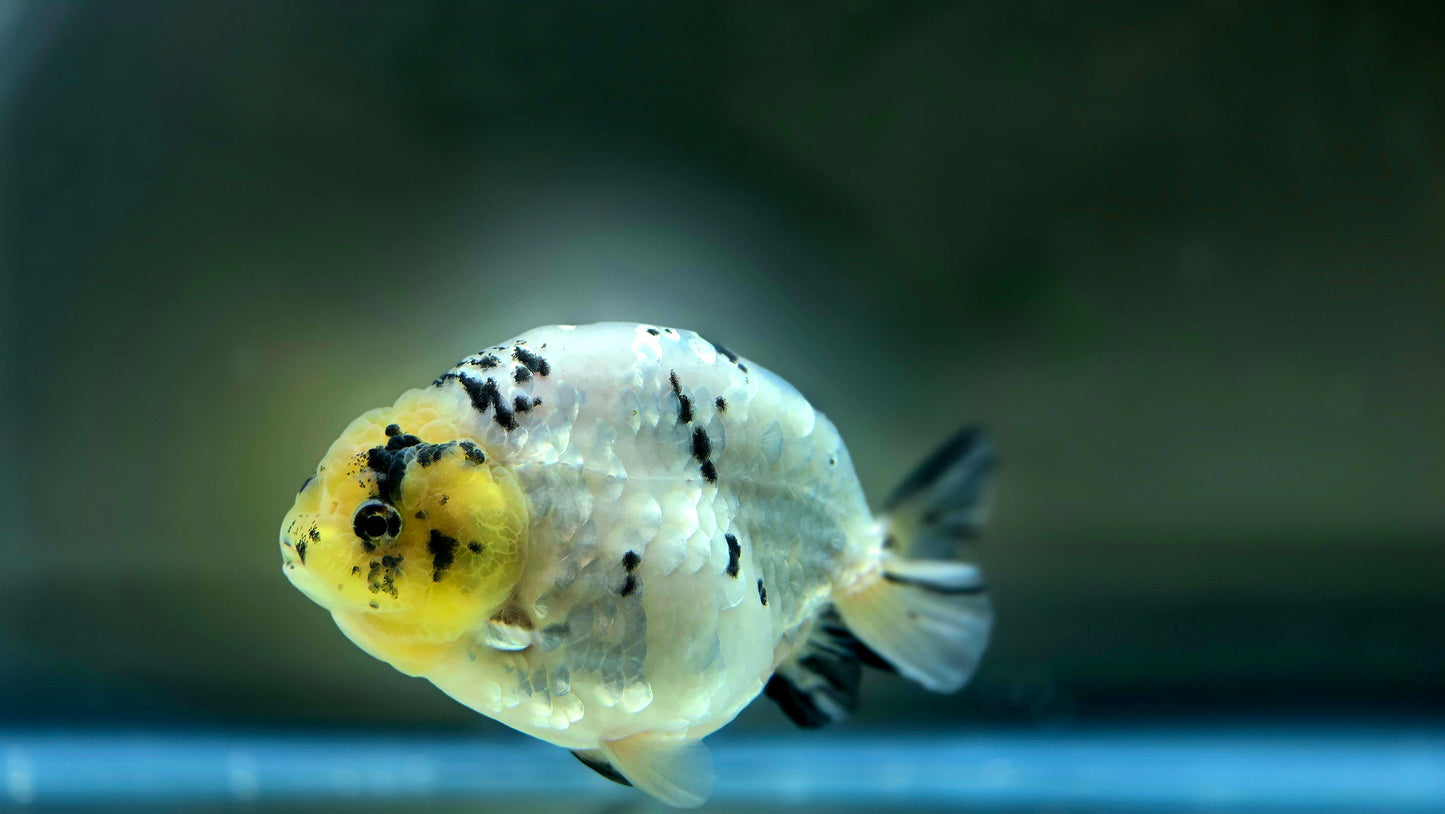 HQ Ranchu July2623 T1