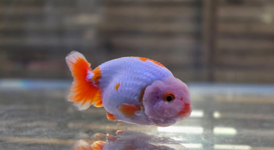 Ranchu J26007