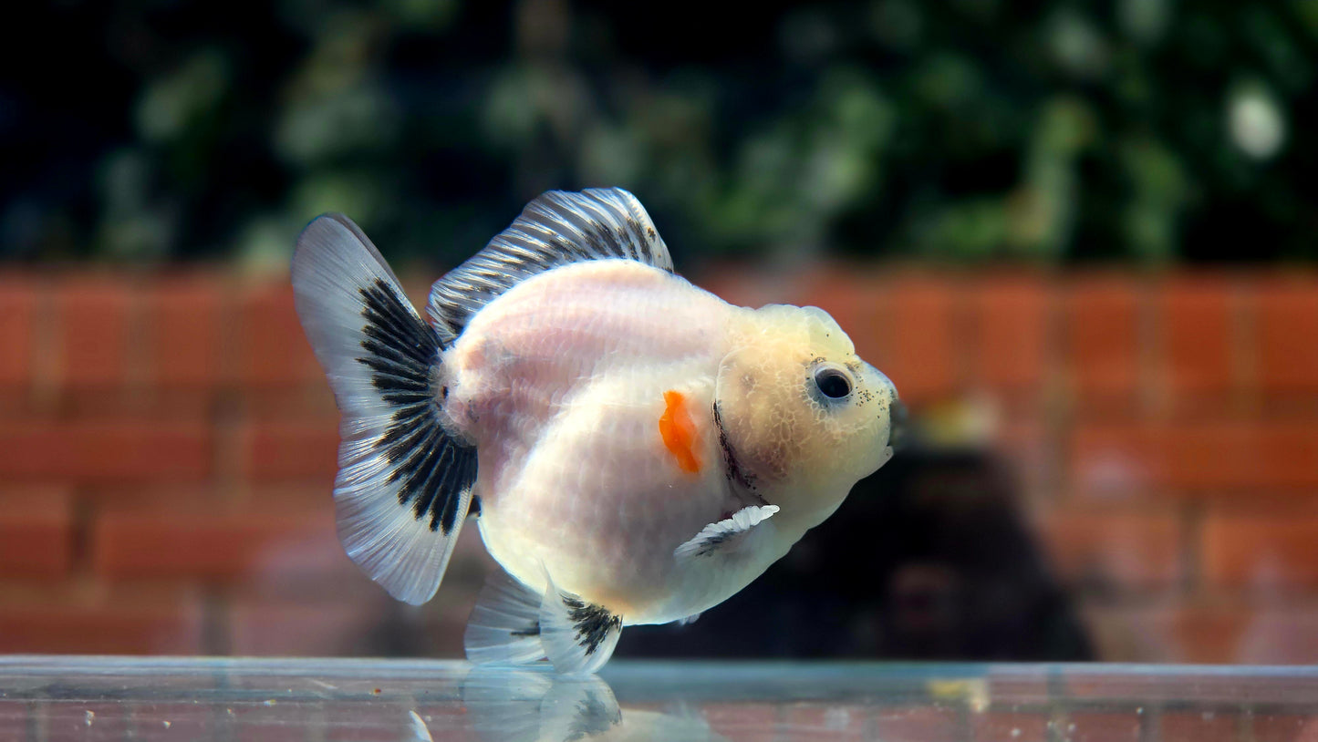 HQ Shogun Oranda July2653 C3