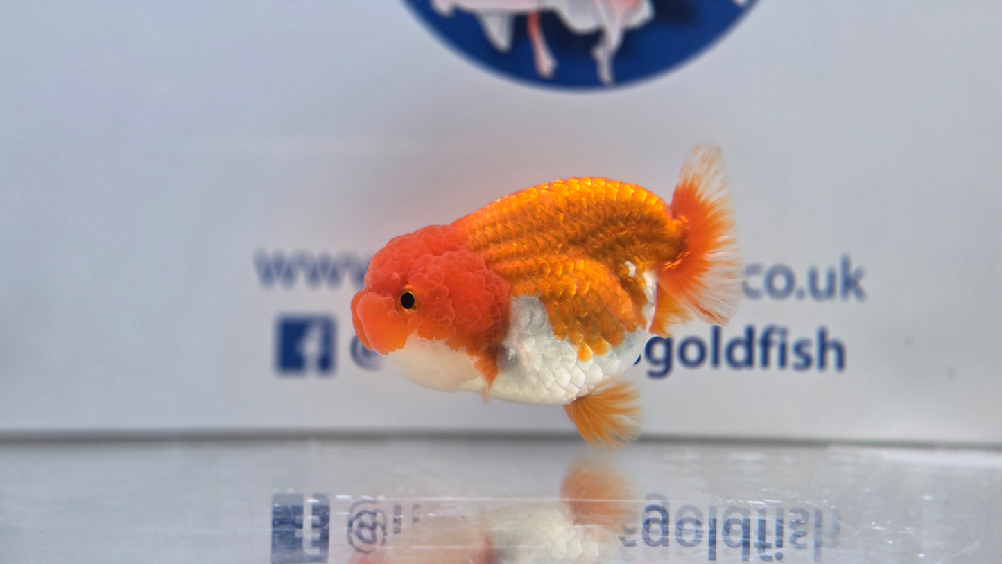 Ranchu J26025