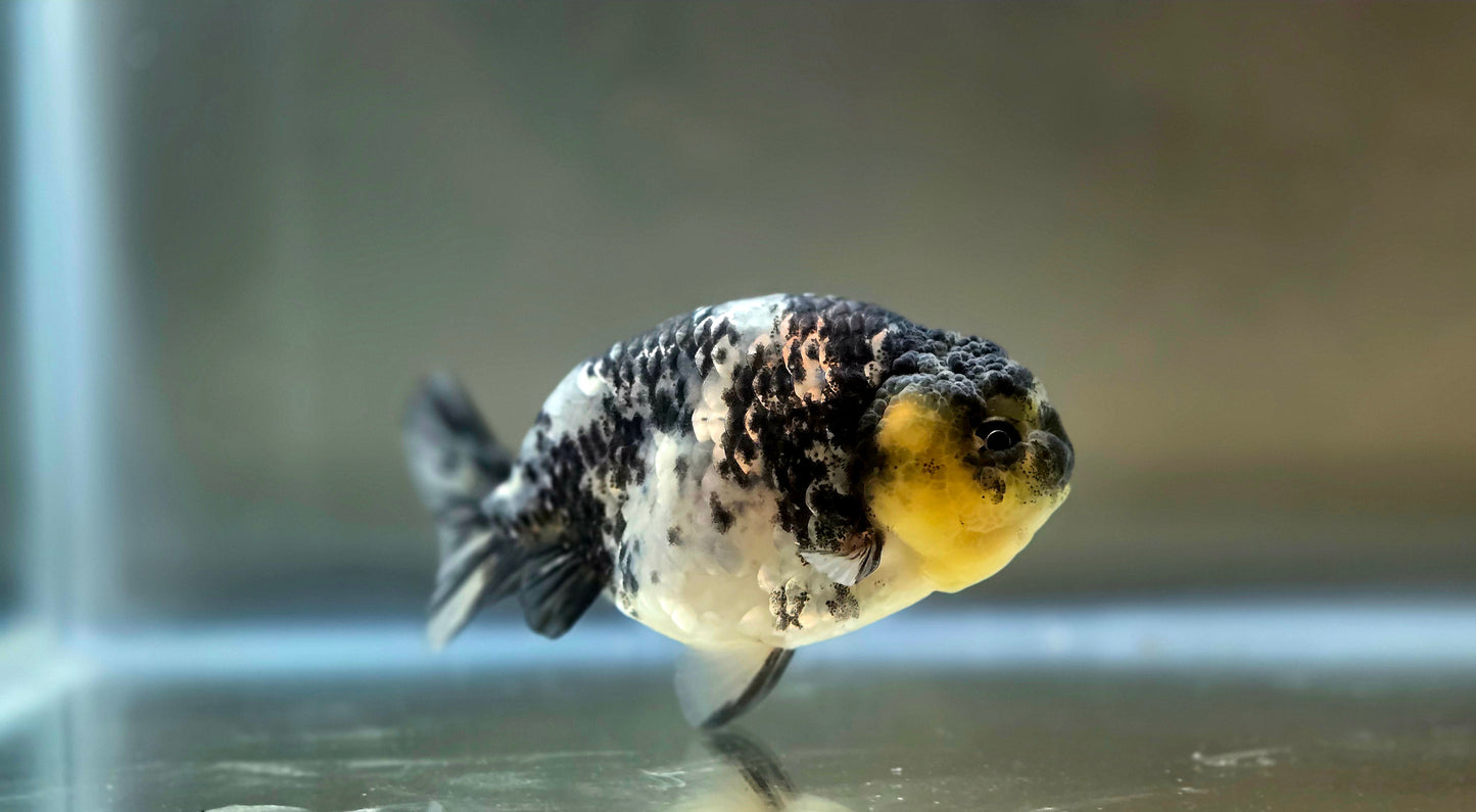 HQ Ranchu July2657 T2