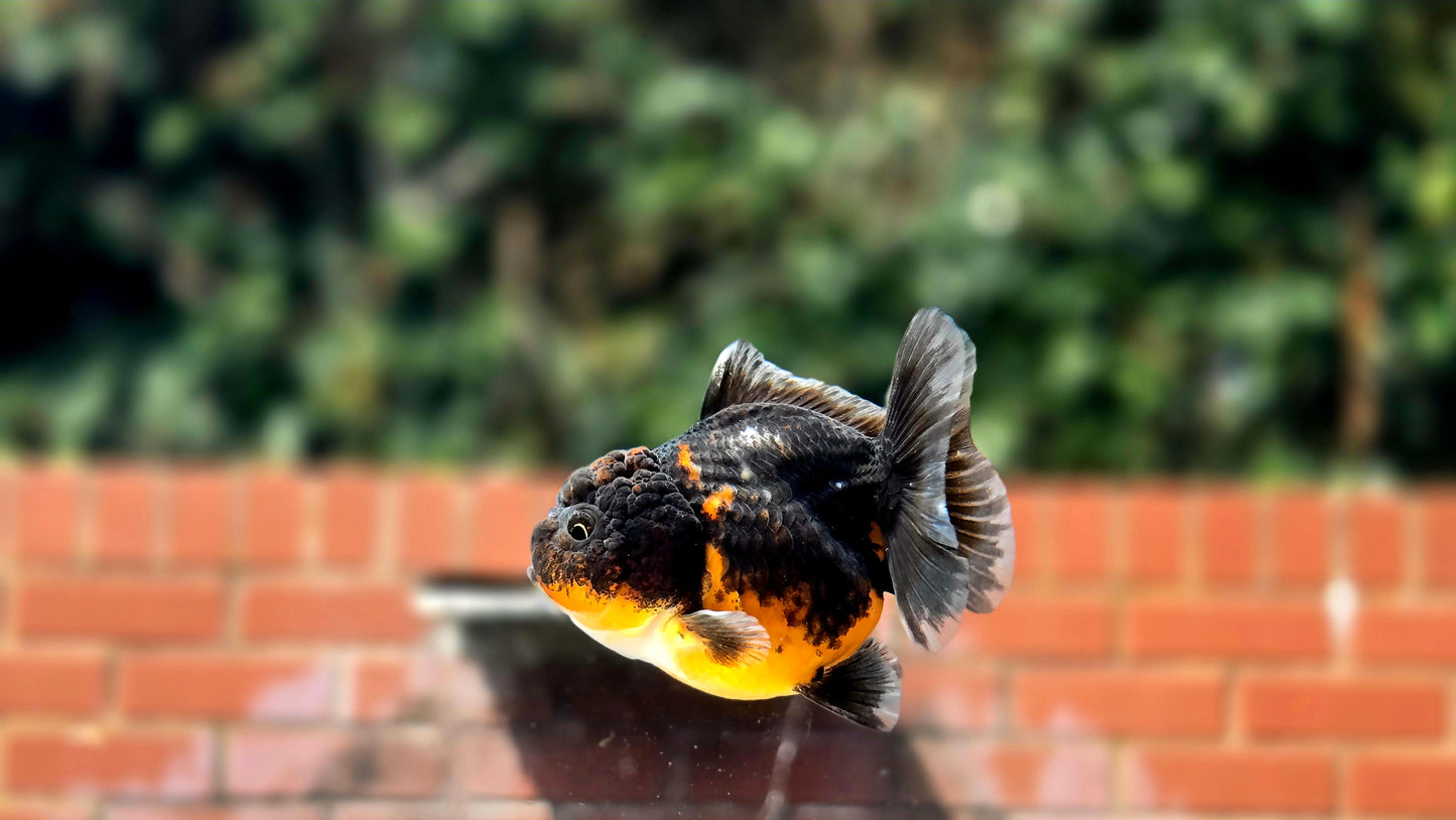 HQ Shogun Oranda July2669 C3