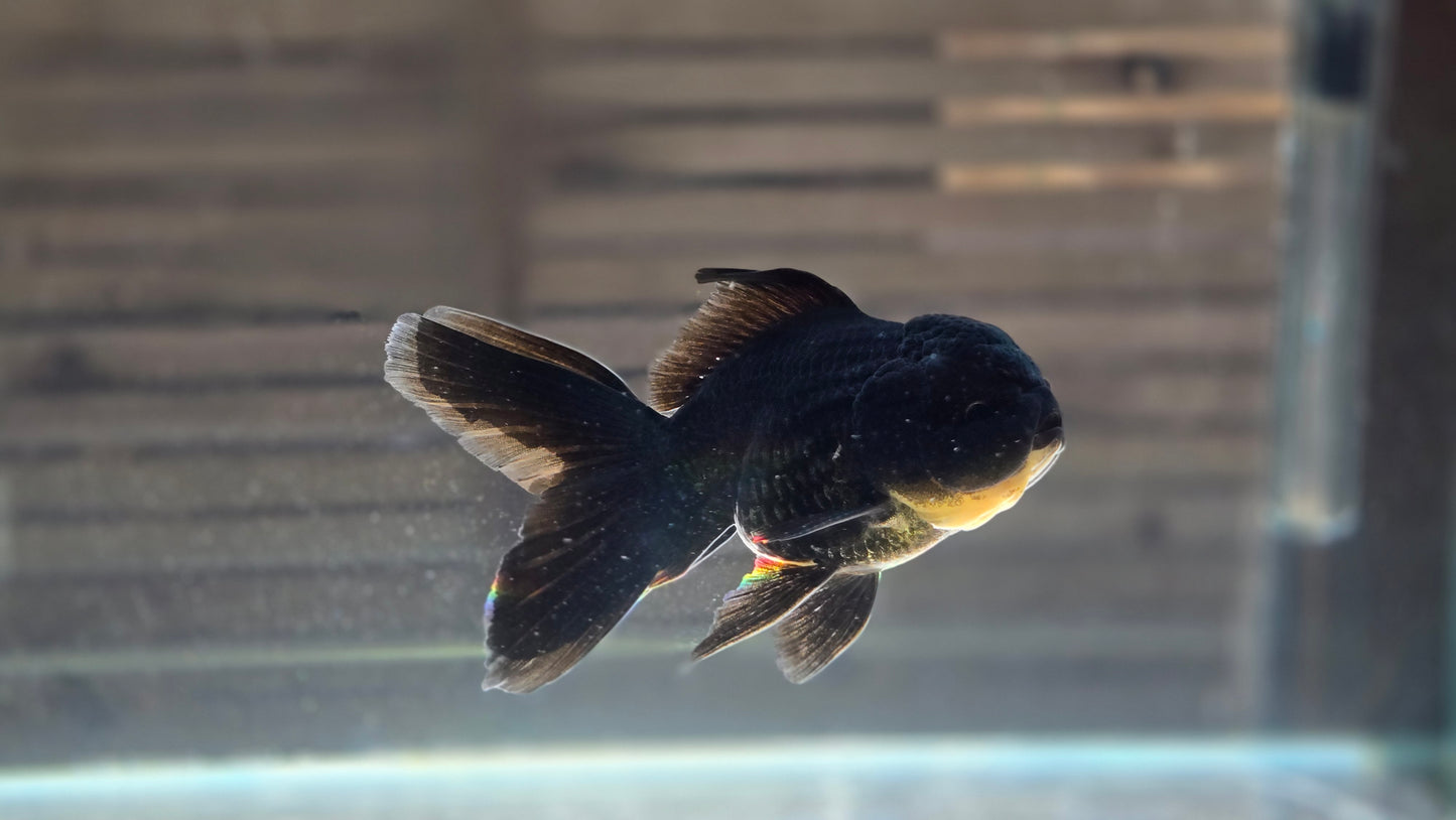 Black Oranda May016
