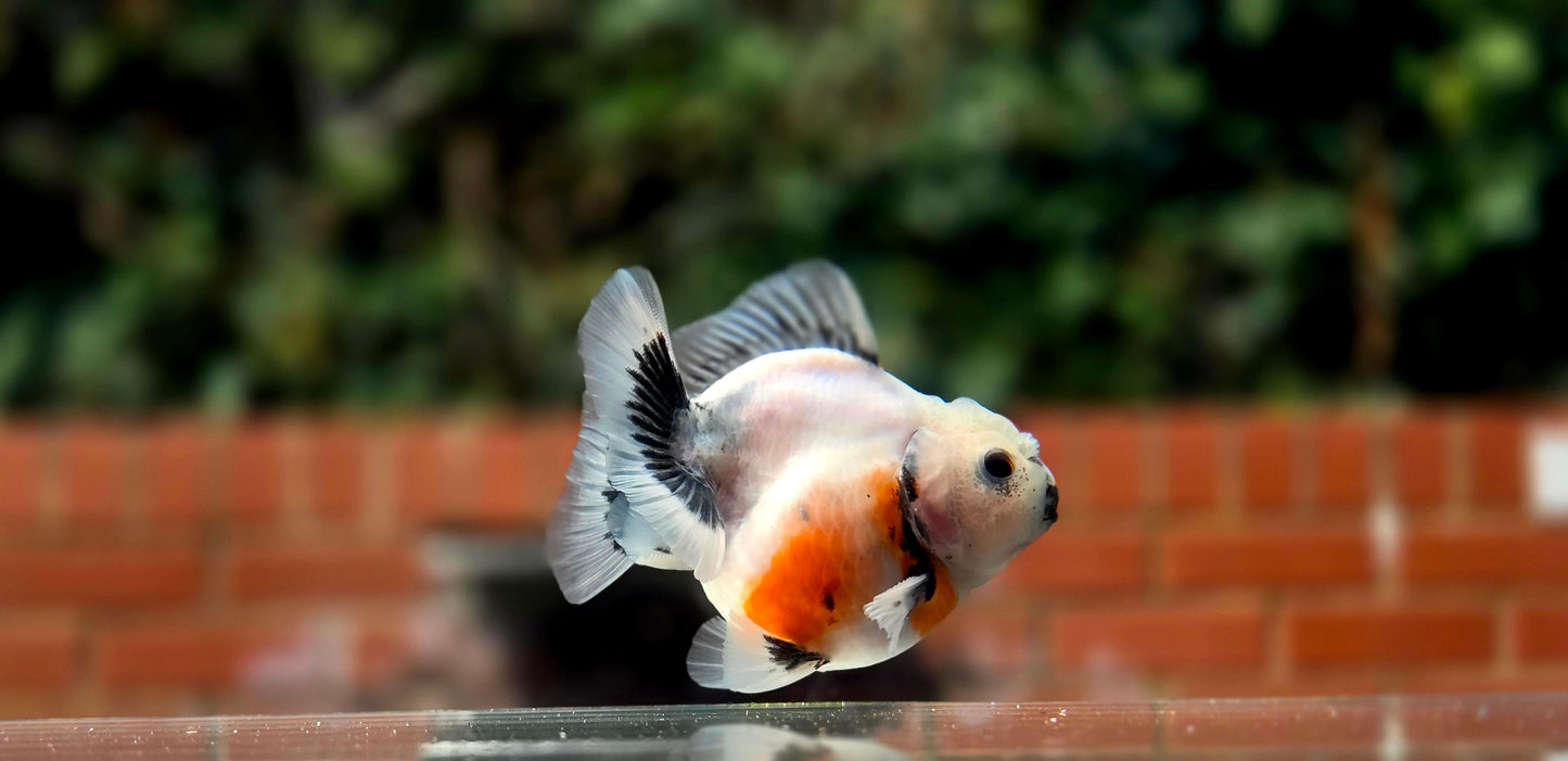 HQ Shogun Oranda July2668 C3
