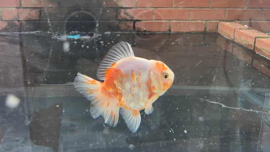 Shogun Short Tail Oranda Sep008