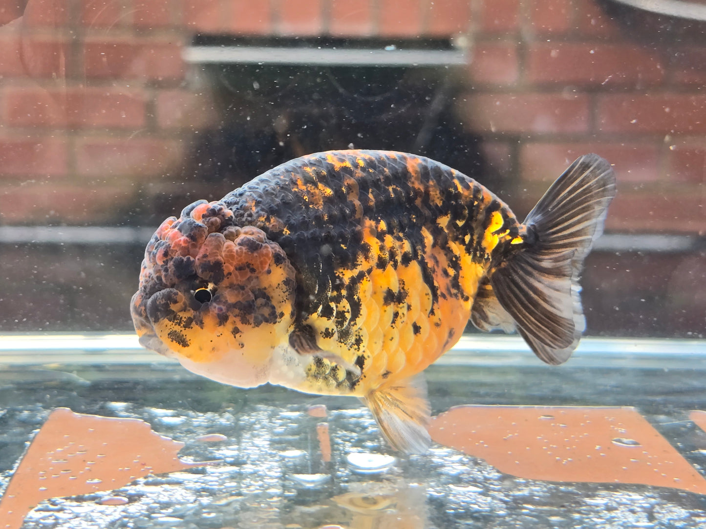 HQ Ranchu June069