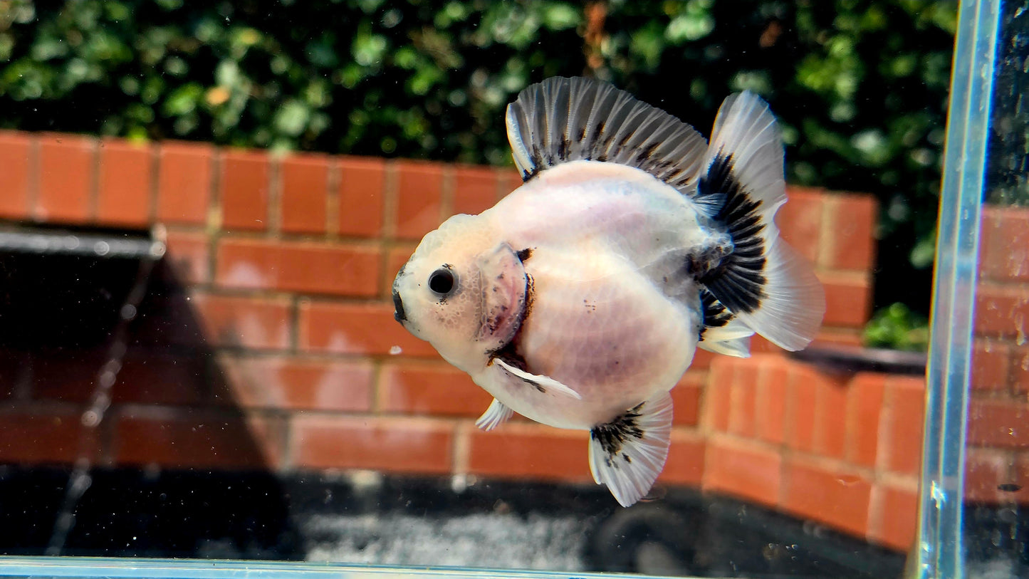 HQ Shogun Oranda July2668 C3