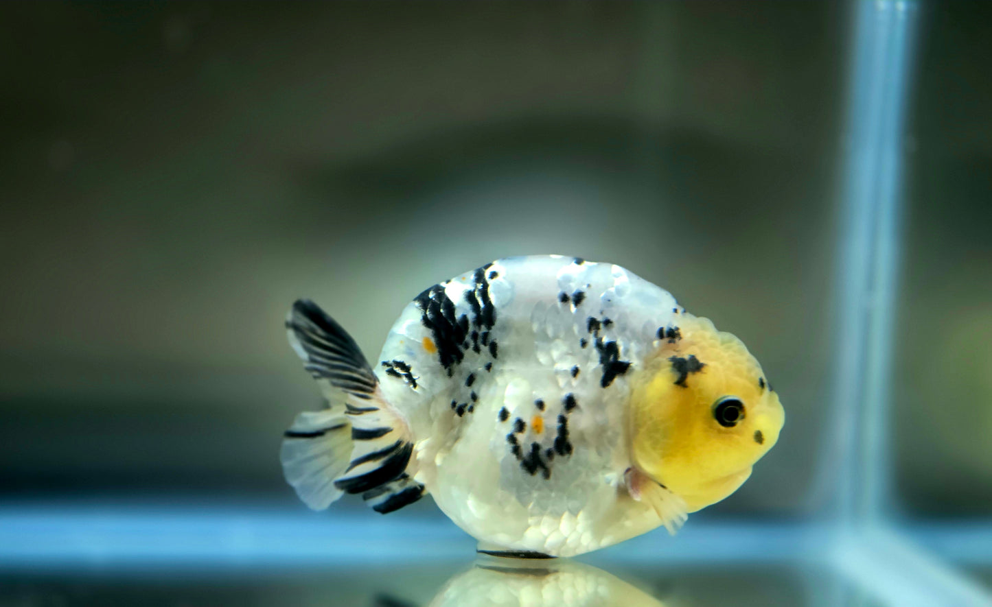 HQ Ranchu July2623 T1