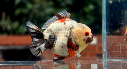VHQ Jumbo Calico Oranda July2618 T3