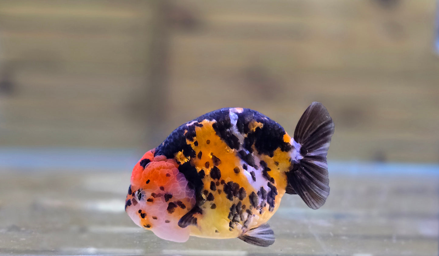 Calico Ranchu J26019