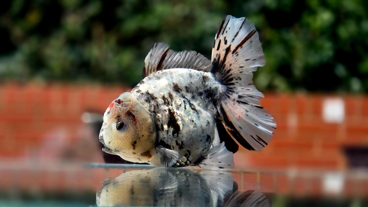 VHQ Jumbo Calico Oranda July2613 T6