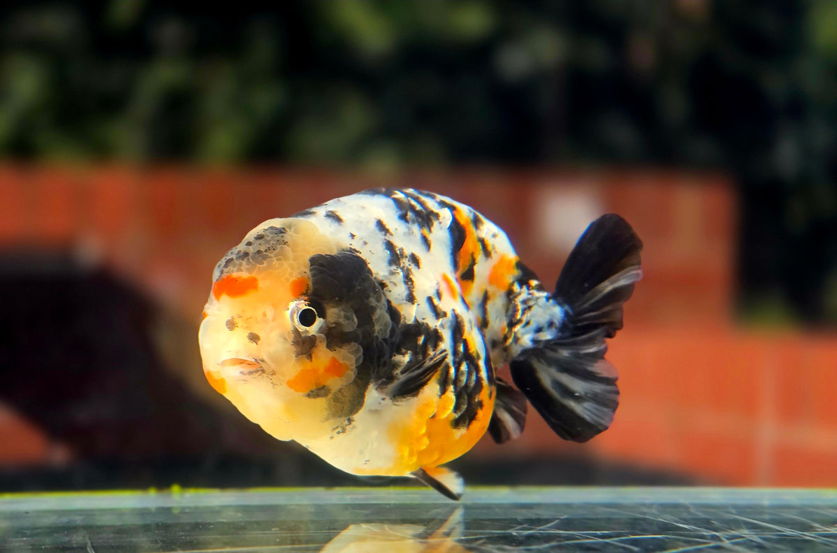 HQ Ranchu July2656 T2