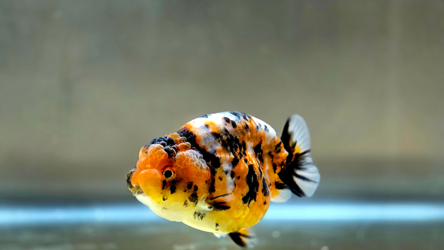 HQ Ranchu July2660 T2