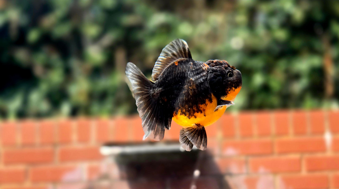 HQ Shogun Oranda July2669 C3