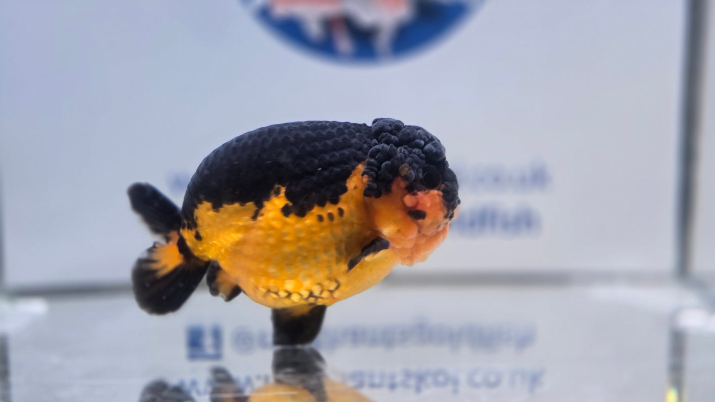 Apache Ranchu J26015