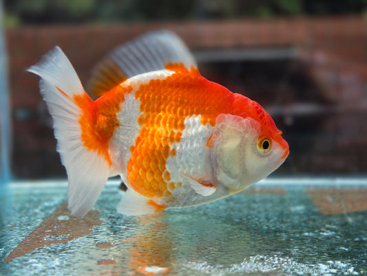 HQ Short Tail Oranda Sep008