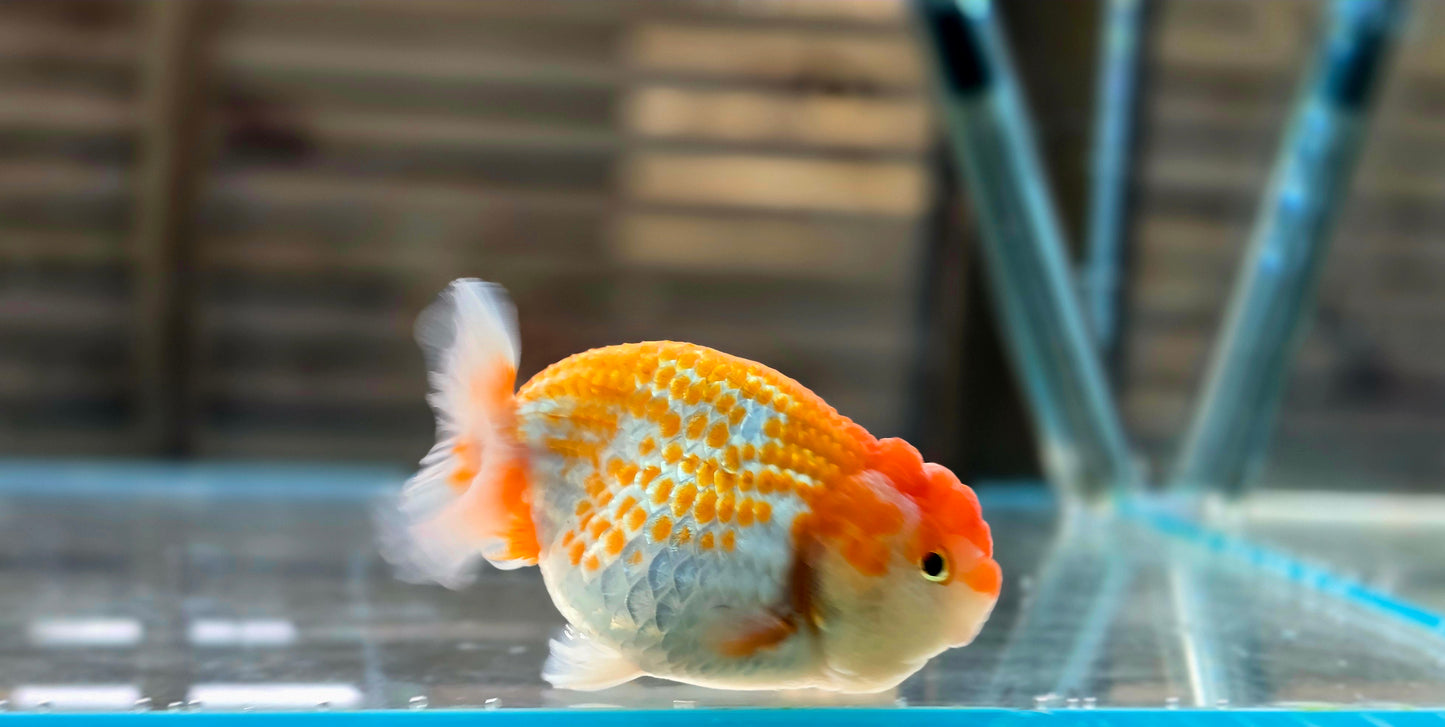 Ranchu A005