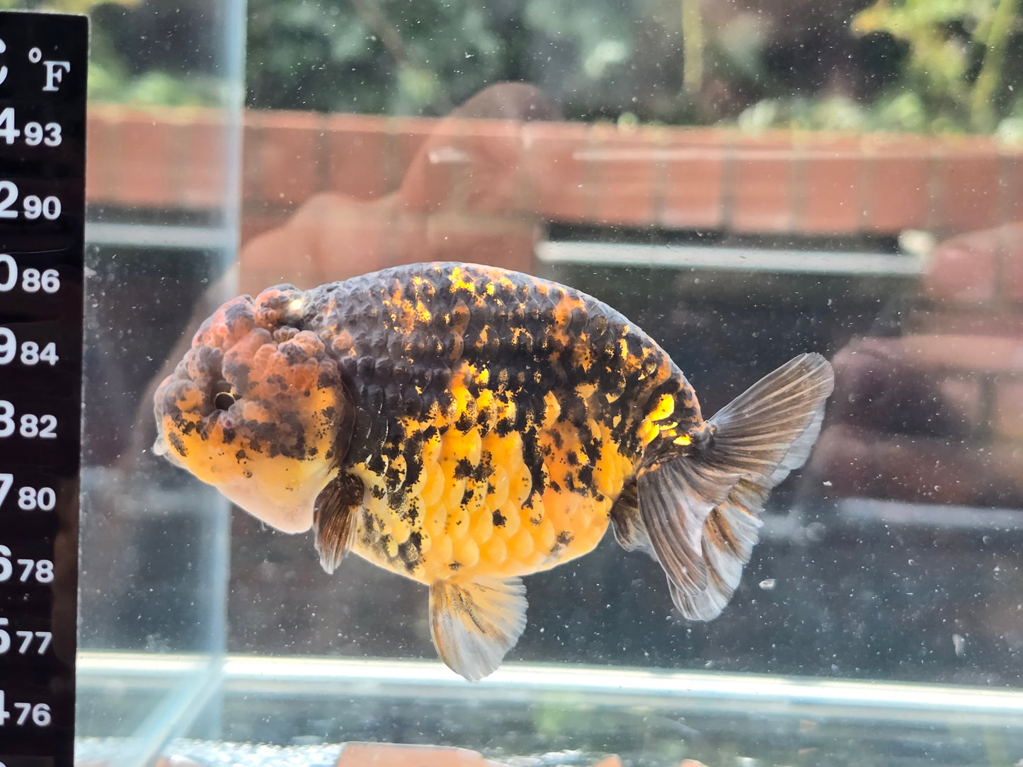 HQ Ranchu June069